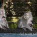 monkey_balinese_smf_h_0880_bal0565.jpg